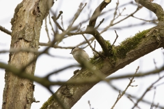 Marsh Tit