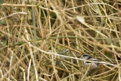 Long-tailed Tit building a Nest