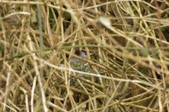 Long-tailed Tit building a Nest