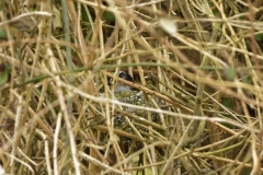 Long-tailed Tit building a Nest