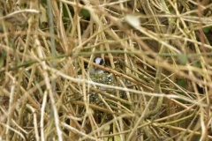 Long-tailed Tit building a Nest