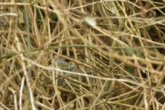 Long-tailed Tit building a Nest