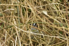 Long-tailed Tit building a Nest