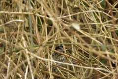 Long-tailed Tit building a Nest