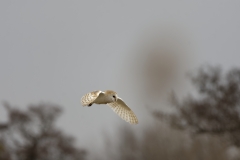 Barn Owl in Flight