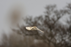 Barn Owl in Flight