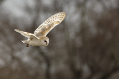 Barn Owl in Flight