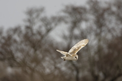 Barn Owl in Flight