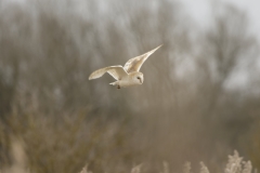 Barn Owl in Flight