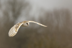 Barn Owl in Flight