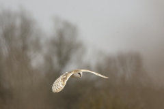 Barn Owl in Flight