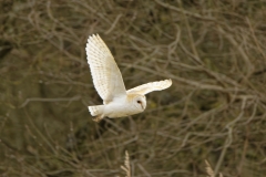 Barn Owl in Flight