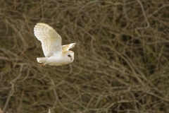 Barn Owl in Flight