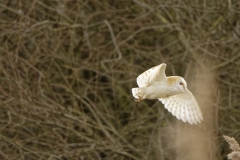 Barn Owl in Flight