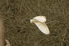 Barn Owl in Flight