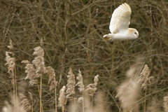 Barn Owl in Flight