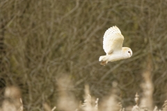 Barn Owl in Flight