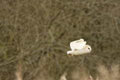 Barn Owl in Flight