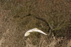 Barn Owl in Flight