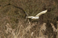 Barn Owl in Flight