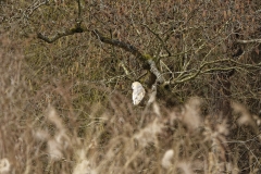 Barn Owl