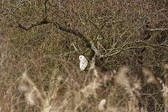 Barn Owl