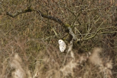 Barn Owl