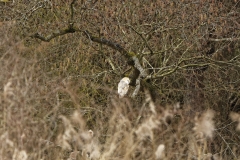 Barn Owl