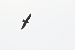 Marsh Harrier in Flight