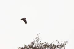 Marsh Harrier in Flight