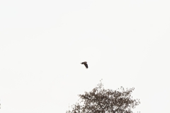 Marsh Harrier in Flight