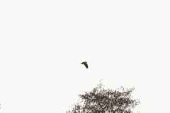 Marsh Harrier in Flight
