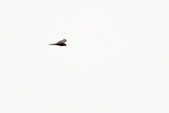 Marsh Harrier in Flight