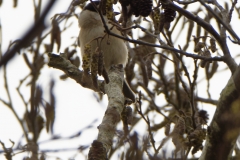 Marsh Tit