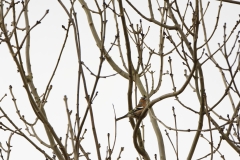 Male Chaffinch