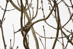 Male Chaffinch