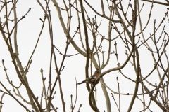 Male Chaffinch