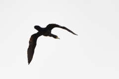 Cormorant in Flight