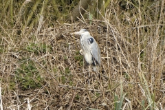 Grey Heron