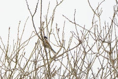 Reed Bunting