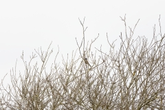 Reed Bunting