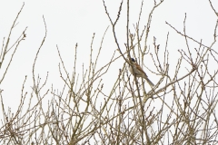 Reed Bunting