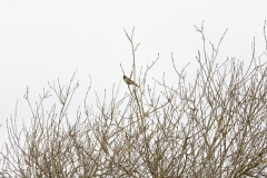 Reed Bunting