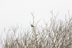 Reed Bunting