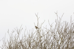 Reed Bunting