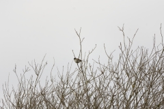 Reed Bunting