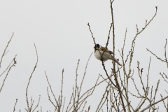 Reed Bunting