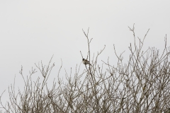 Reed Bunting