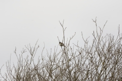 Reed Bunting