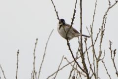 Reed Bunting